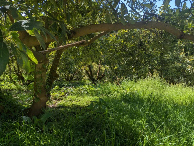 HuertaYlloricostio   - Foto 6
